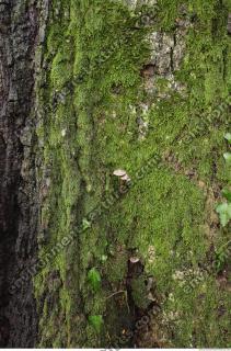 tree bark 0015